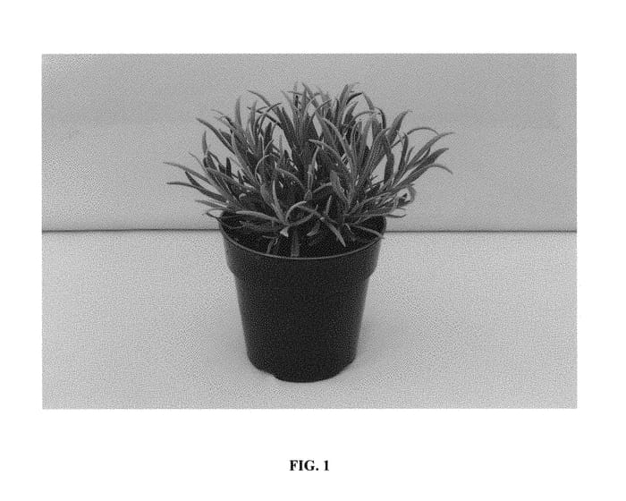 Figure 1 of US plant patent PP30999, the photograph of LA007 printed in the patent.