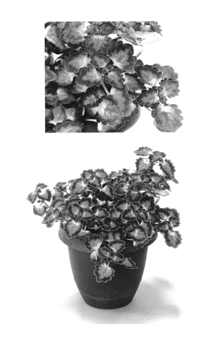 Figure 1 of US plant patent PP31000, the photograph of Docogrefang printed in the patent.