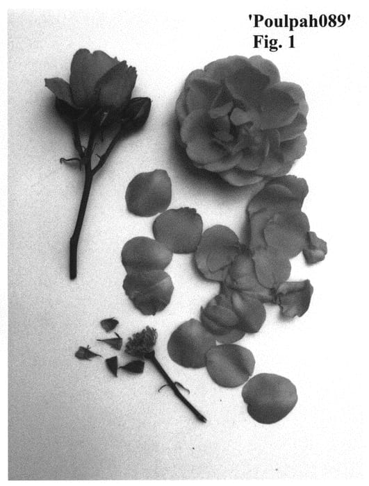Figure 1 of US plant patent PP31001, the photograph of Poulpah089 printed in the patent.