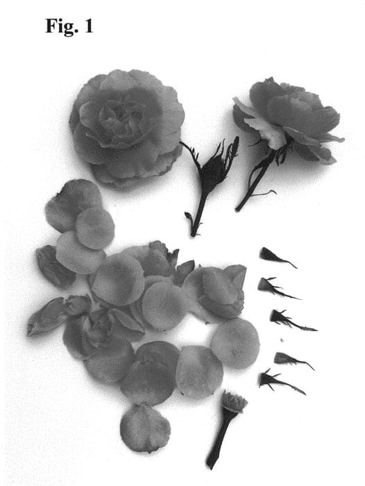Figure 1 of US plant patent PP31002, the photograph of Poulpah079 printed in the patent.