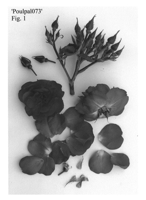 Figure 1 of US plant patent PP31003, the photograph of Poulpal073 printed in the patent.