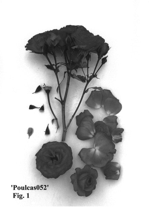 Figure 1 of US plant patent PP31004, the photograph of Poulcas052 printed in the patent.
