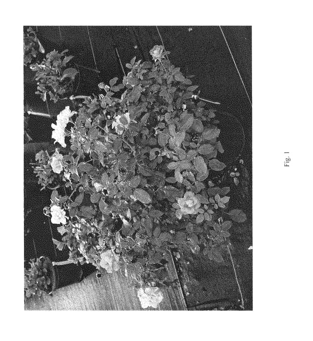 Figure 1 of US plant patent PP31005, the photograph of CHEWGEWEST printed in the patent.