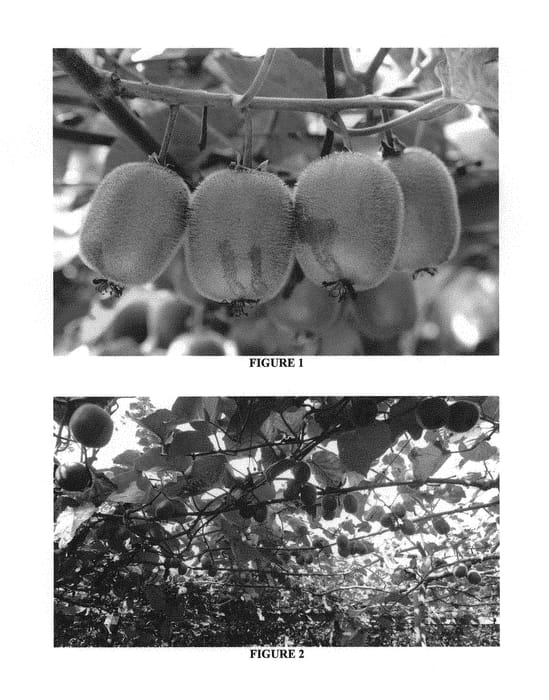 Figure 1 of US plant patent PP31006, the photograph of ZES007 printed in the patent.
