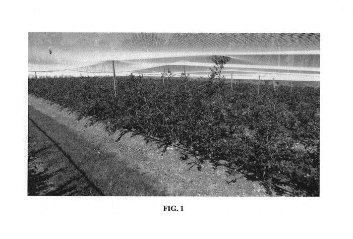 Figure 1 of US plant patent PP31007, the photograph of C08-141 printed in the patent.