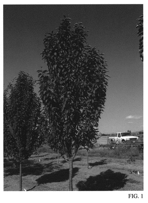 Figure 1 of US plant patent PP31008, the photograph of JFS KW213MX printed in the patent.