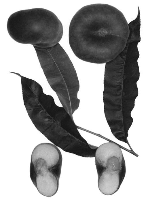 Figure 1 of US plant patent PP31009, the photograph of Sauzee Spring printed in the patent.