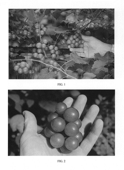 Figure 1 of US plant patent PP31010, the photograph of JB06-43-6-22 printed in the patent.