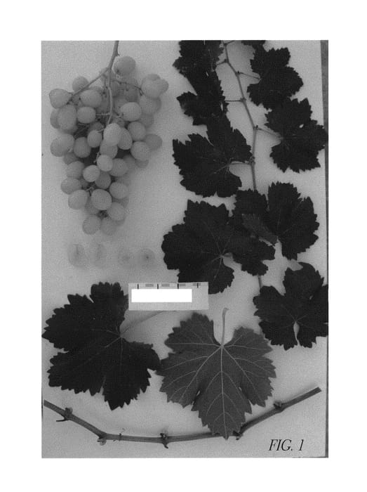 Figure 1 of US plant patent PP31011, the photograph of Sugrafiftysix printed in the patent.