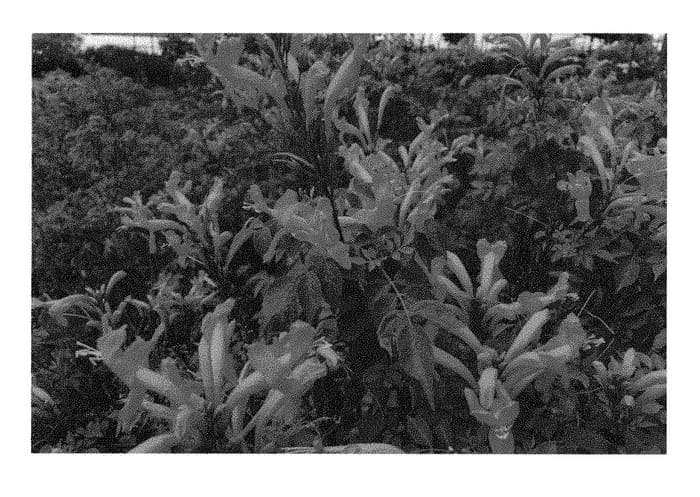 Figure 1 of US plant patent PP31012, the photograph of DWOR001 printed in the patent.