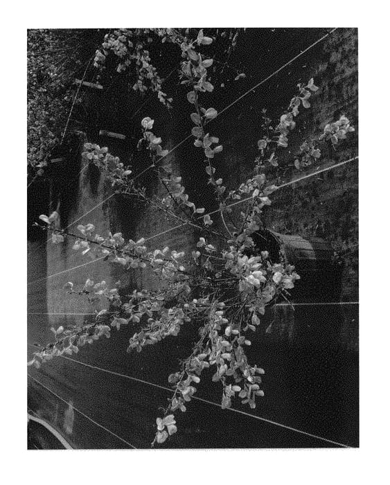 Figure 1 of US plant patent PP31013, the photograph of SMCSAPY printed in the patent.