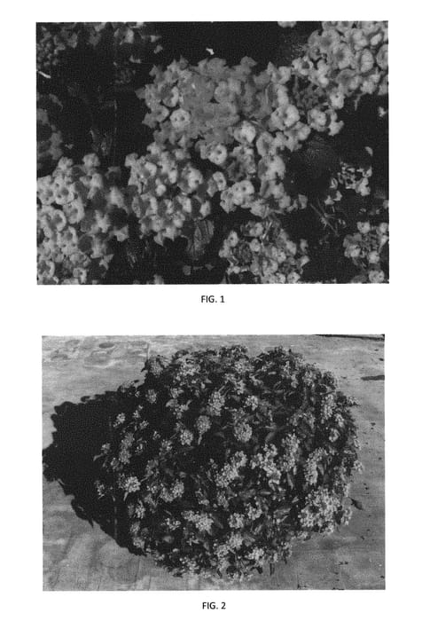 Figure 1 of US plant patent PP31014, the photograph of LANZ0018 printed in the patent.