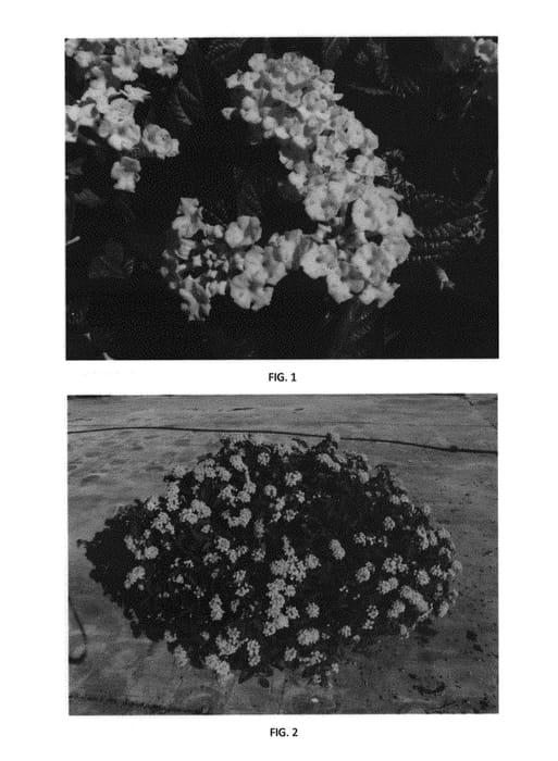 Figure 1 of US plant patent PP31015, the photograph of LANZ0022 printed in the patent.