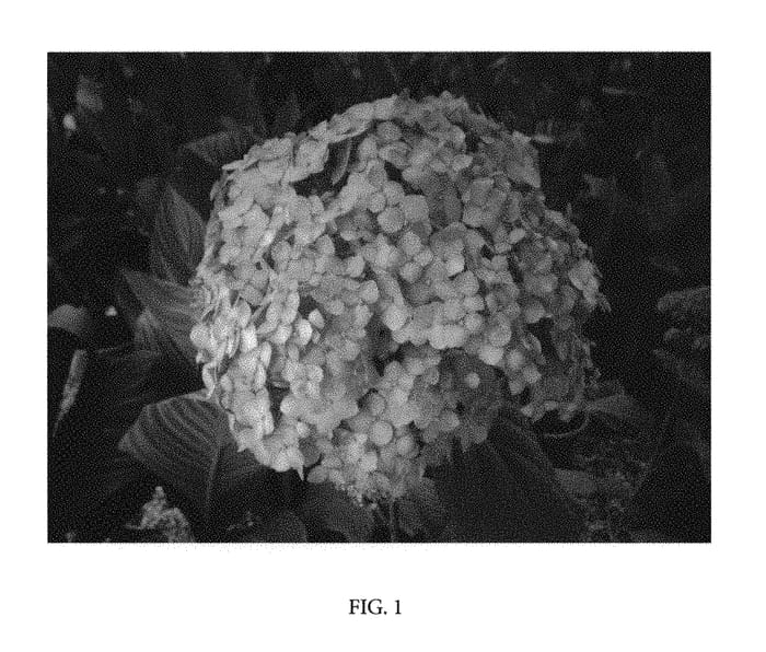 Figure 1 of US plant patent PP31016, the photograph of GRHYAR1407 printed in the patent.