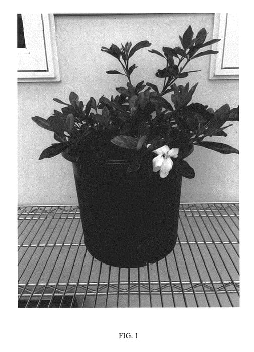 Figure 1 of US plant patent PP31017, the photograph of WAH-SP printed in the patent.