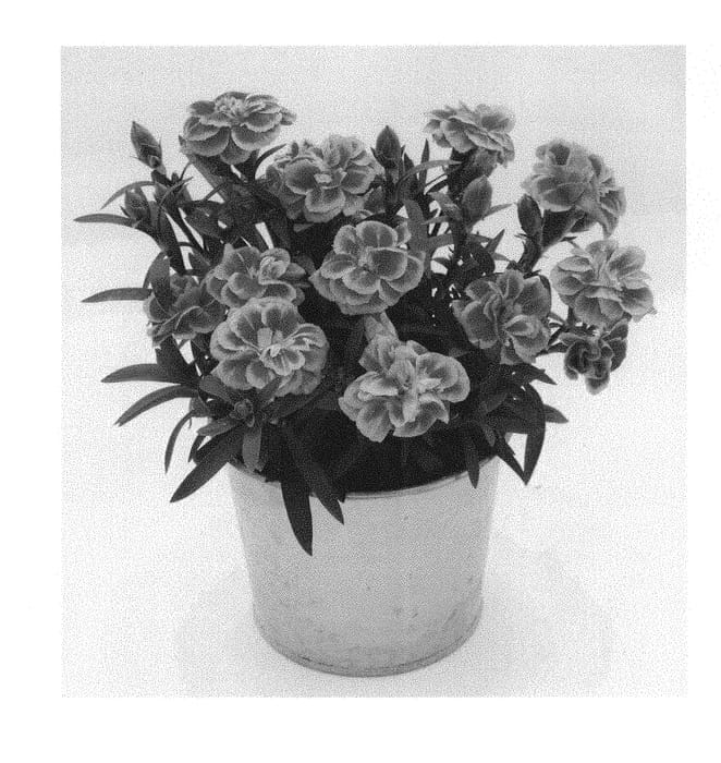 Figure 1 of US plant patent PP31018, the photograph of KLEDP17262 printed in the patent.