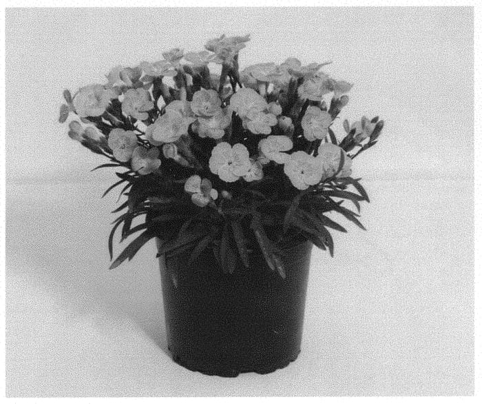 Figure 1 of US plant patent PP31019, the photograph of KLEDG18305 printed in the patent.