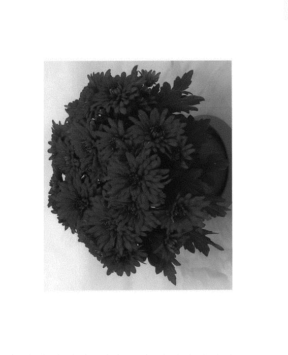Figure 1 of US plant patent PP31020, the photograph of Dochryspur printed in the patent.