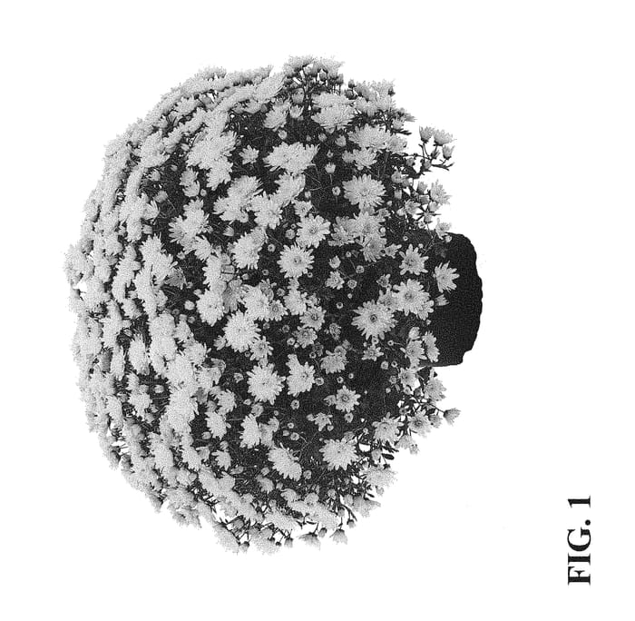 Figure 1 of US plant patent PP31021, the photograph of Zanmumadore Yellow printed in the patent.