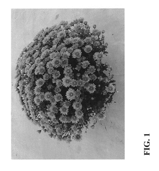 Figure 1 of US plant patent PP31023, the photograph of Zanmupop Orange printed in the patent.