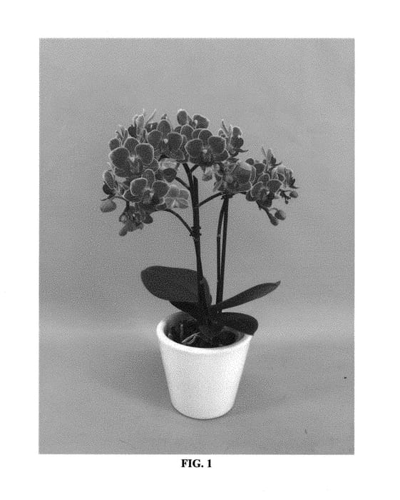 Figure 1 of US plant patent PP31024, the photograph of PHALFUFLY printed in the patent.