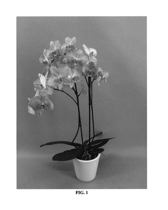 Figure 1 of US plant patent PP31025, the photograph of PHALFUZOP printed in the patent.