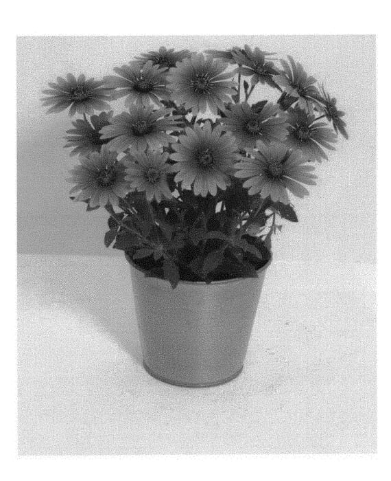 Figure 1 of US plant patent PP31026, the photograph of KLEOE19396 printed in the patent.
