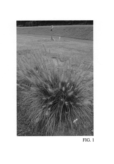 Figure 1 of US plant patent PP31027, the photograph of Tift PA5 printed in the patent.