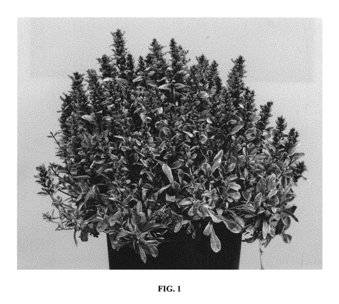 Figure 1 of US plant patent PP31028, the photograph of Piotrek01 printed in the patent.