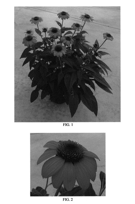 Figure 1 of US plant patent PP31029, the photograph of Balevoesta printed in the patent.
