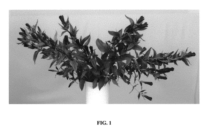 Figure 1 of US plant patent PP31030, the photograph of Fi0304123 printed in the patent.