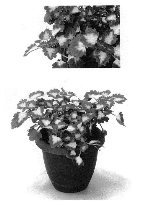 Figure 1 of US plant patent PP31032, the photograph of Docogrefayo printed in the patent.