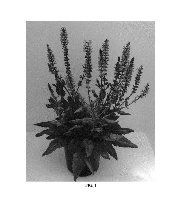 Figure 1 of US plant patent PP31033, the photograph of Blue by You printed in the patent.
