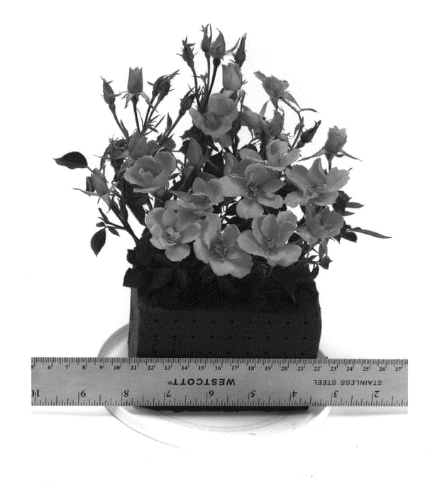 Figure 1 of US plant patent PP31034, the photograph of WEKhaplamelba printed in the patent.