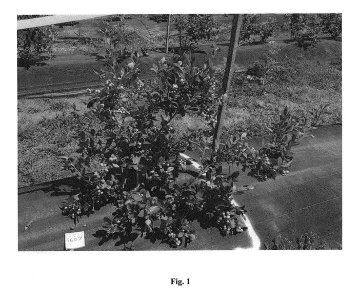 Figure 1 of US plant patent PP31035, the photograph of Ridley 1607 printed in the patent.