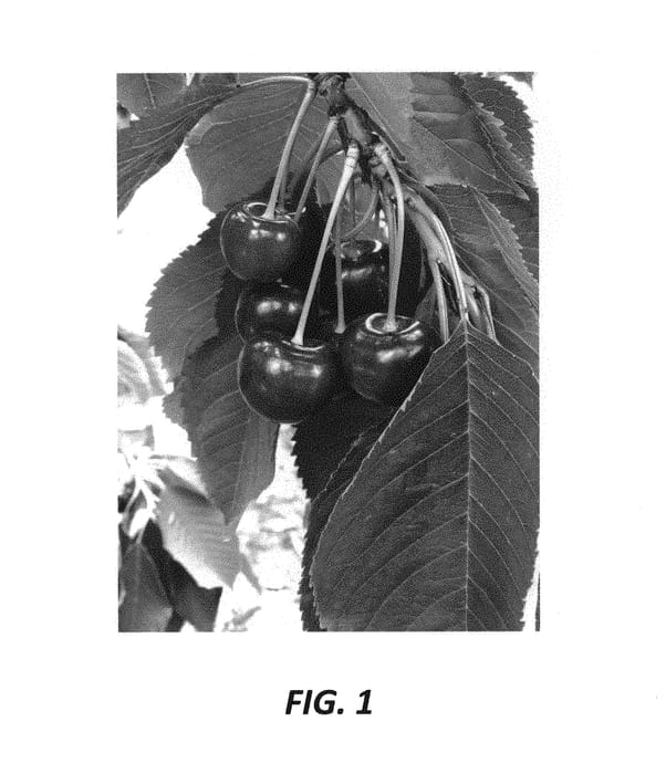Figure 1 of US plant patent PP31036, the photograph of Kara King printed in the patent.