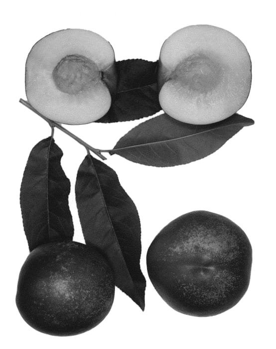 Figure 1 of US plant patent PP31037, the photograph of Eric's Bliss printed in the patent.