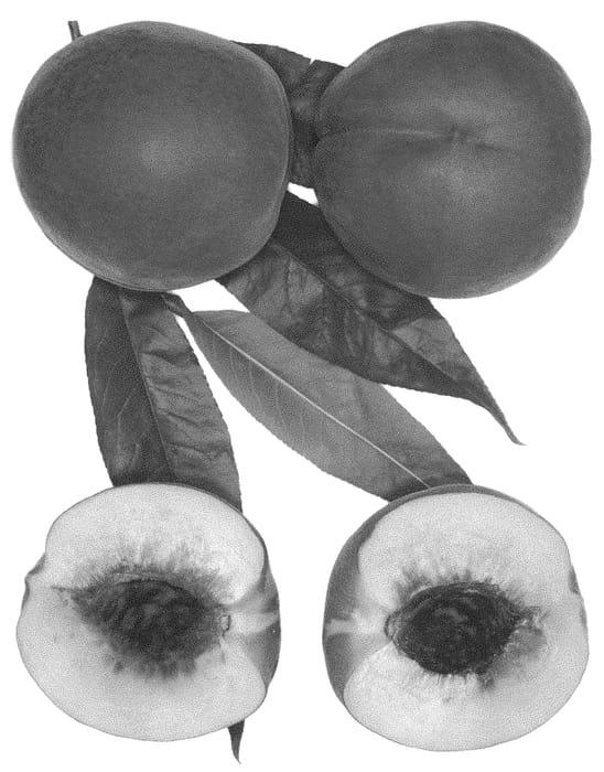 Figure 1 of US plant patent PP31038, the photograph of Summer Perfection printed in the patent.