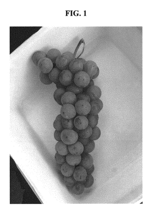 Figure 1 of US plant patent PP31039, the photograph of Nicollet printed in the patent.