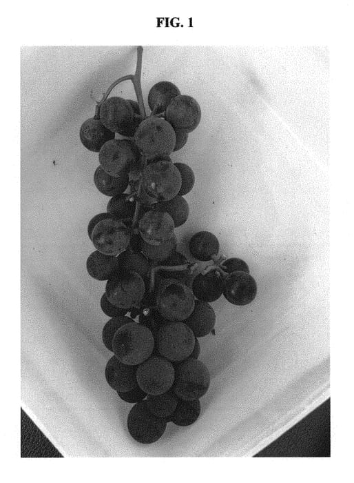 Figure 1 of US plant patent PP31040, the photograph of Franconia printed in the patent.