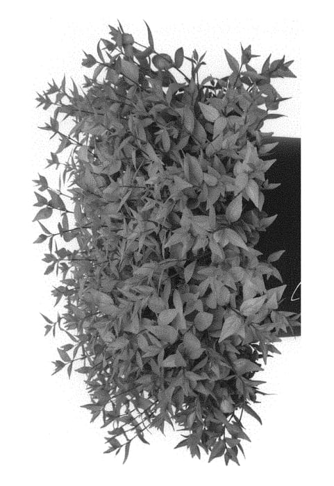 Figure 1 of US plant patent PP31041, the photograph of RNTOM printed in the patent.