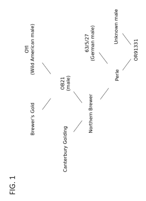Figure 1 of US plant patent PP31042, the photograph of OR91331 printed in the patent.
