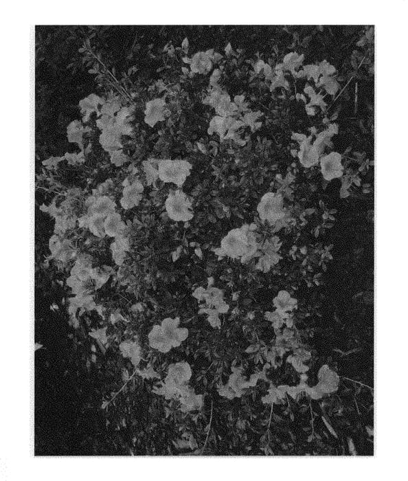 Figure 1 of US plant patent PP31043, the photograph of RLH1-19P17 printed in the patent.