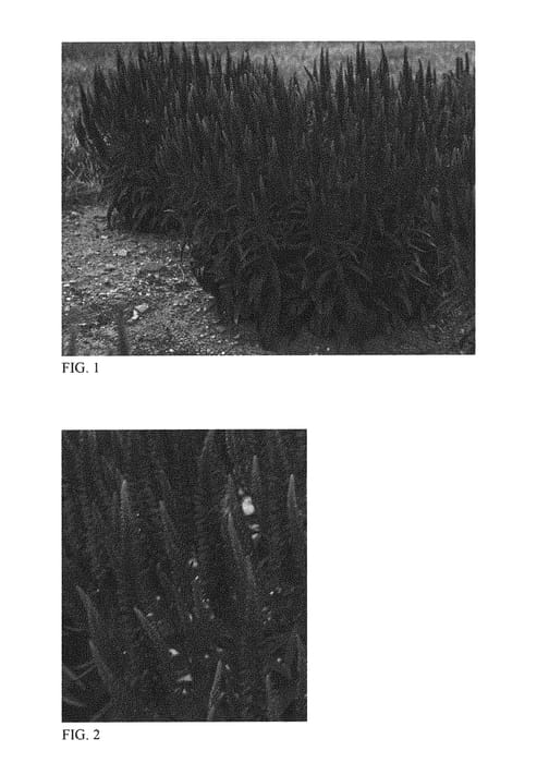 Figure 1 of US plant patent PP31044, the photograph of Wizard of Ahhs printed in the patent.