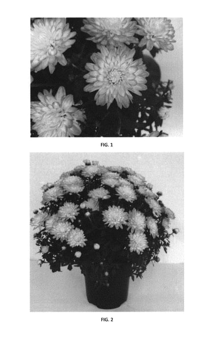 Figure 1 of US plant patent PP31045, the photograph of CIFZ0063 printed in the patent.