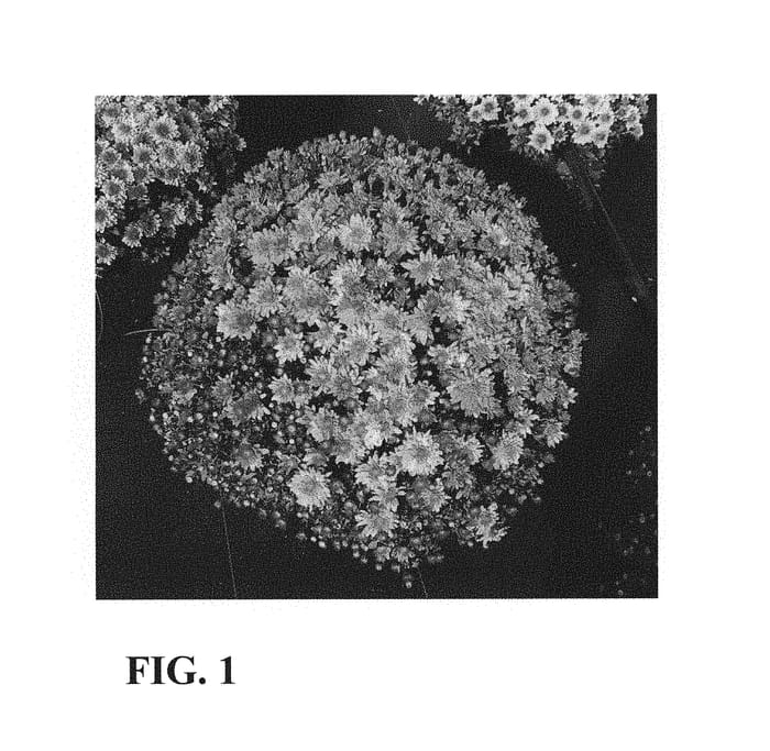 Figure 1 of US plant patent PP31046, the photograph of Zanmuwild printed in the patent.