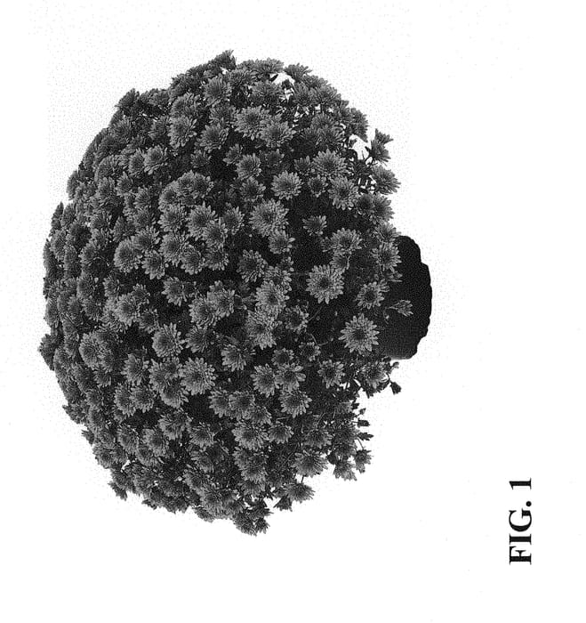 Figure 1 of US plant patent PP31047, the photograph of Zanmumadore Orange printed in the patent.