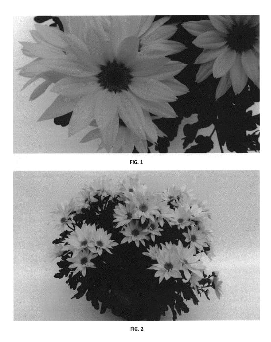 Figure 1 of US plant patent PP31048, the photograph of CIDZ0093 printed in the patent.