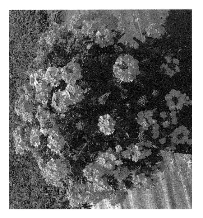 Figure 1 of US plant patent PP31049, the photograph of Dovemsup printed in the patent.