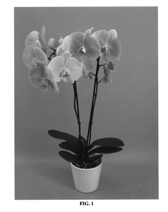 Figure 1 of US plant patent PP31050, the photograph of PHALGORYQ printed in the patent.